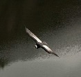 andean condor in ecuador