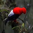 ecuador birds tours