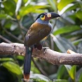 ecuador birds tour