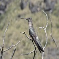 giant hummingbird in ecuador