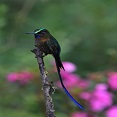 violet tailed sylph in ecuador