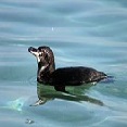 wildlife galapagos