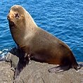 wildlife galapagos fur seal